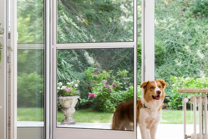 Insektenschutz an einer Terrassentür mit Hund, Fliegengitter nach Maß in der Ortenau